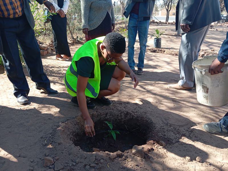 Volunteer watering a young tree