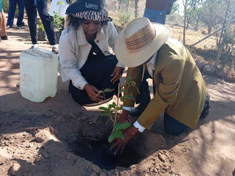 Watering a newly planted tree