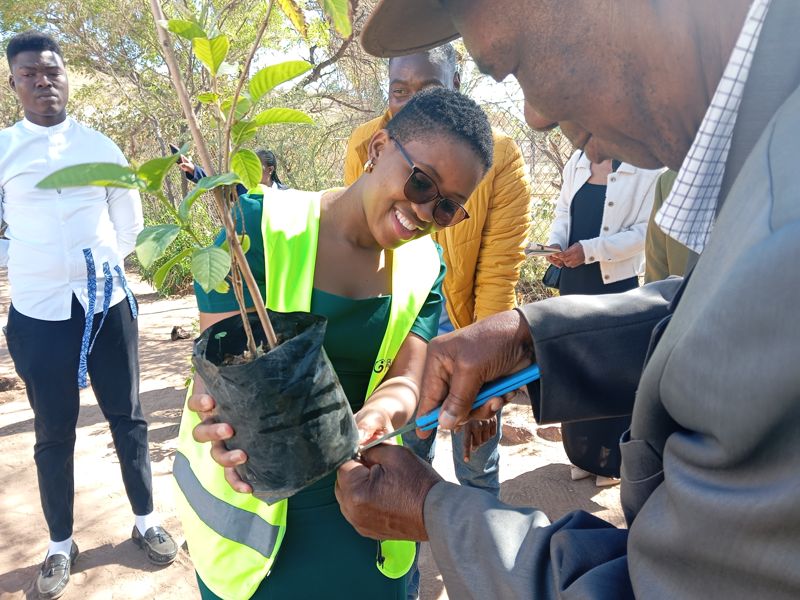 Handing over a sapling